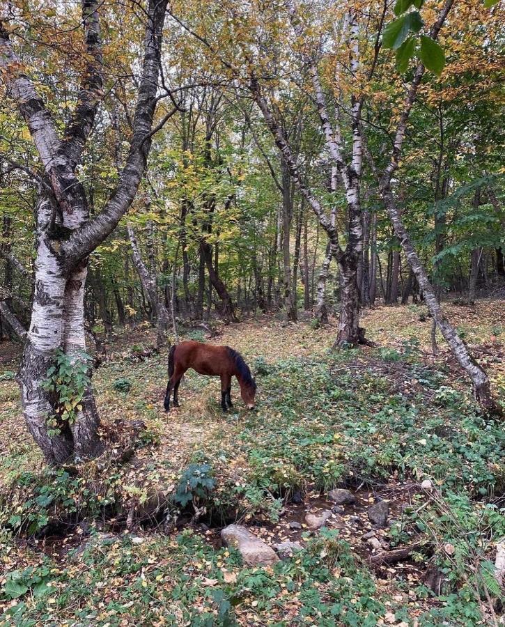 Glamping Wolf Mount Villa Margahovit ภายนอก รูปภาพ